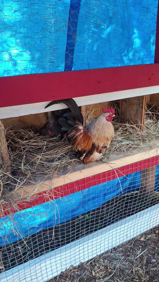 Post 8 by Jackalope Hollow on TikTok (video)