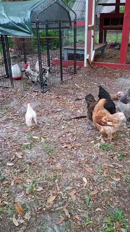 Post 5 by Jackalope Hollow on TikTok (video)