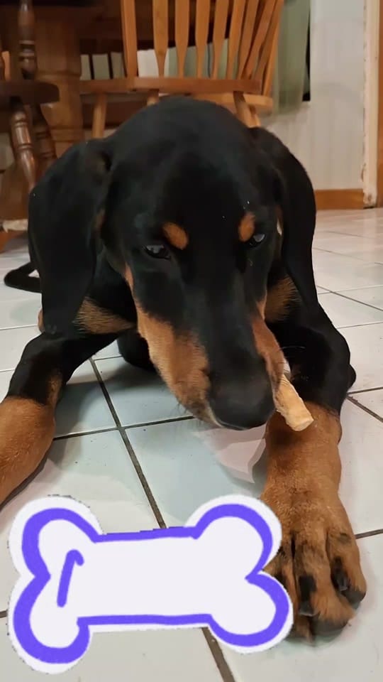 Post 3 by Jackalope Hollow on TikTok (video)