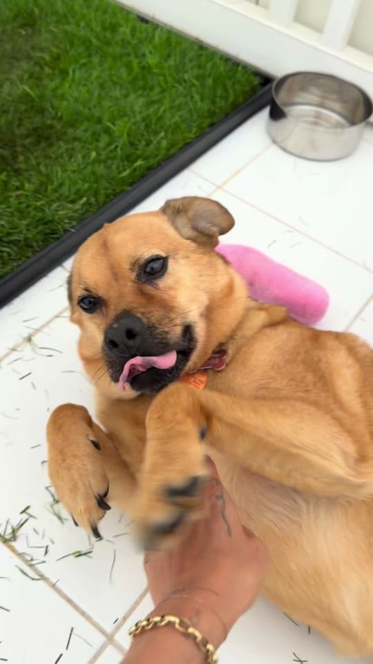 Post 4 by Vanderpump Dogs on TikTok (video)