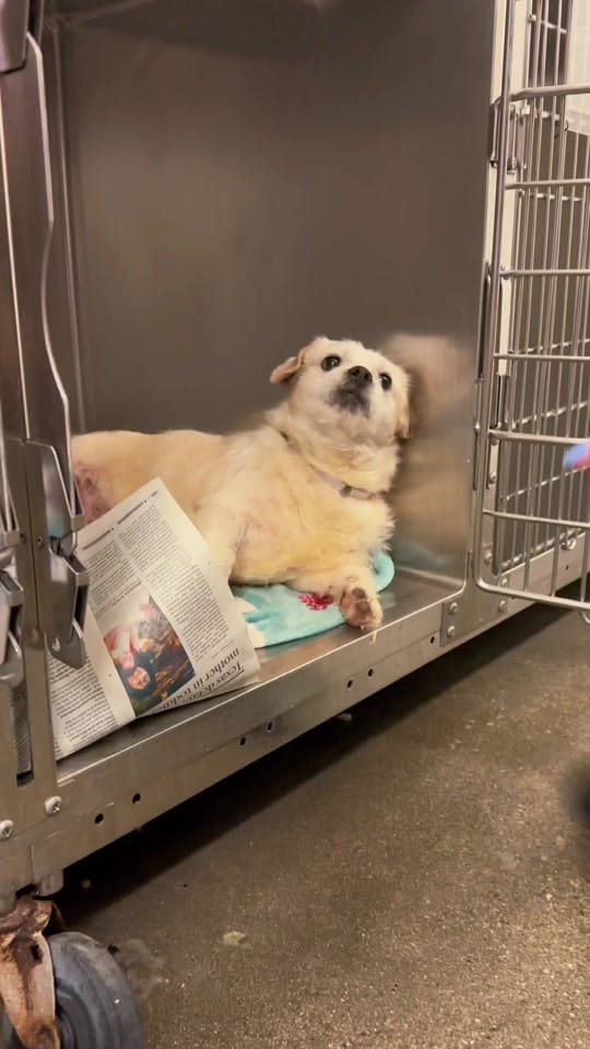 Post 10 by Vanderpump Dogs on TikTok (video)