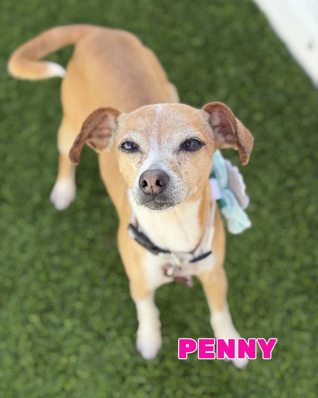 Post 3 by Vanderpump Dogs on TikTok (video)