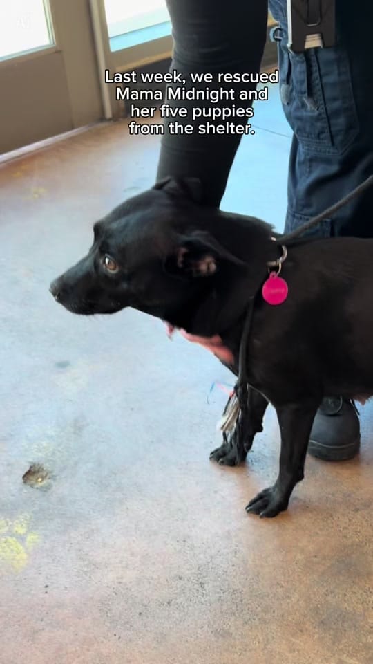 Post 2 by Vanderpump Dogs on TikTok (video)