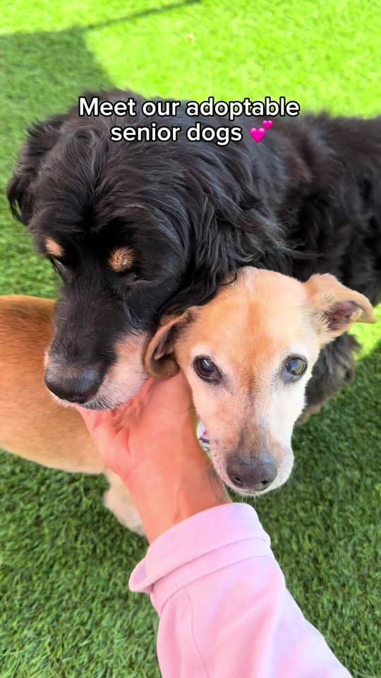 Post 1 by Vanderpump Dogs on TikTok (video)