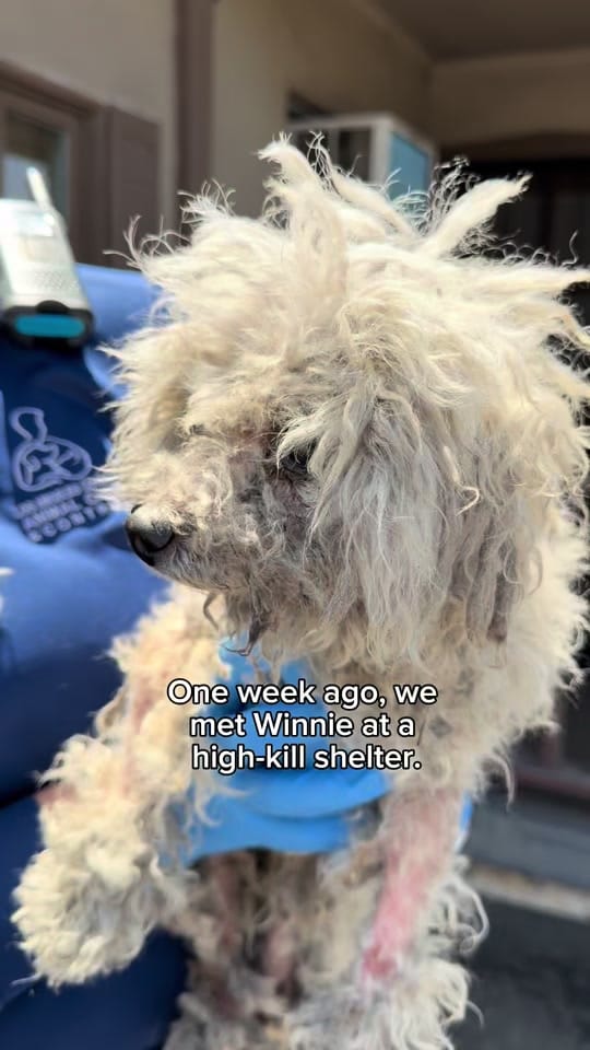 Post 5 by Vanderpump Dogs on TikTok (video)