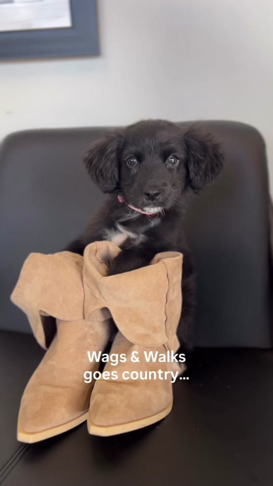 Post 7 by Wags & Walks Nashville on TikTok (video)