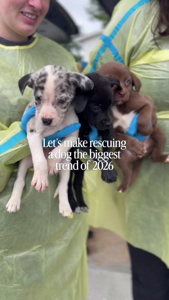 Post 8 by Wags & Walks Nashville on TikTok (video)