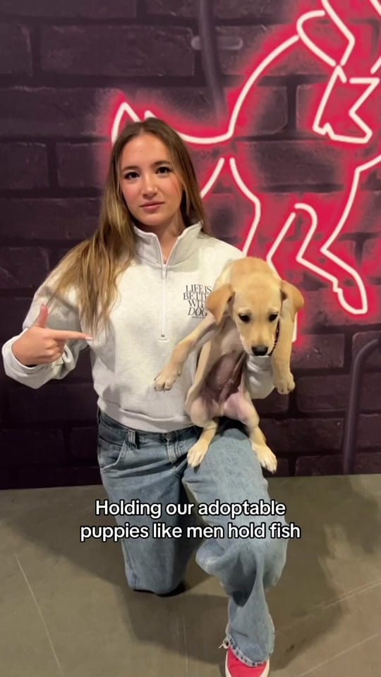 Post 3 by Wags & Walks Nashville on TikTok (video)
