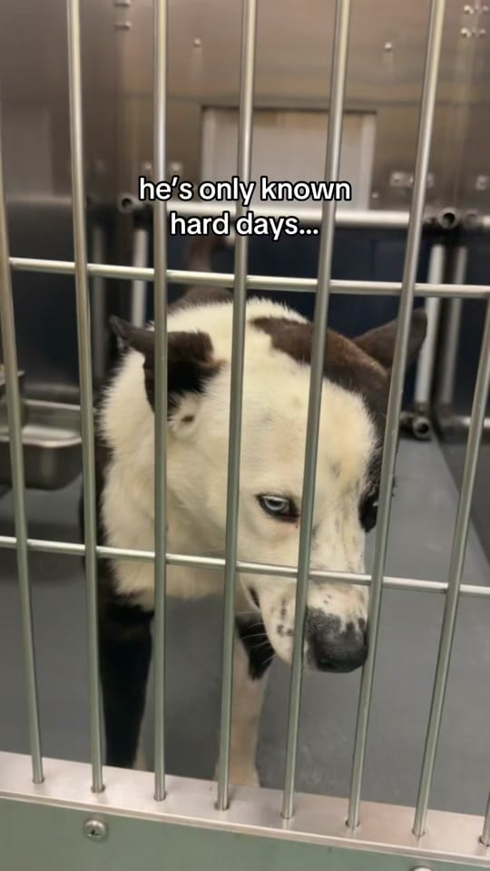 Post 9 by Wags & Walks Nashville on TikTok (video)