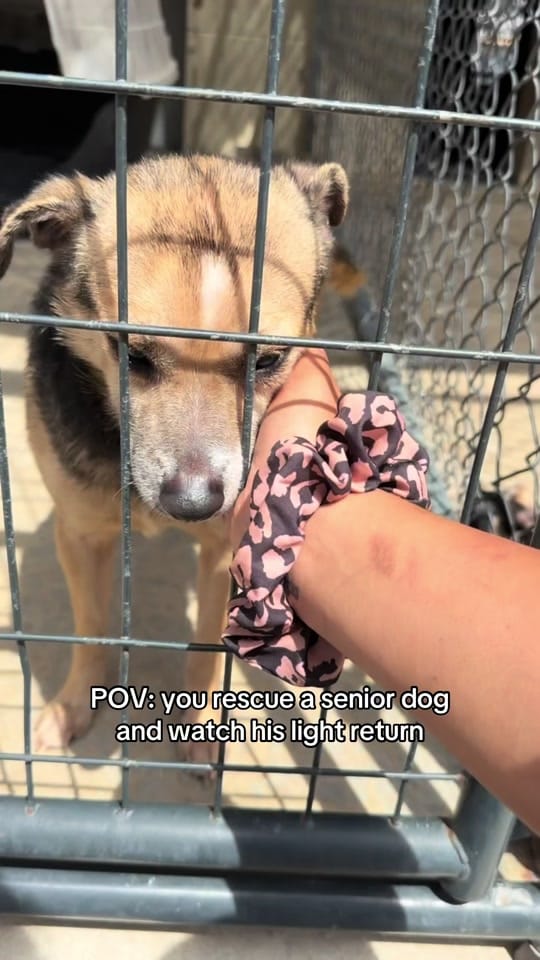 Post 1 by Wags & Walks Nashville on TikTok (video)