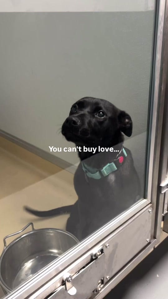 Post 10 by Wags & Walks Nashville on TikTok (video)