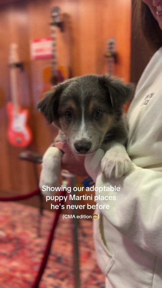 Post 4 by Wags & Walks Nashville on TikTok (video)