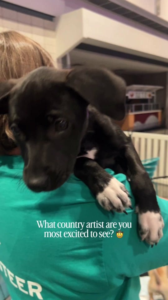 Post 2 by Wags & Walks Nashville on TikTok (video)
