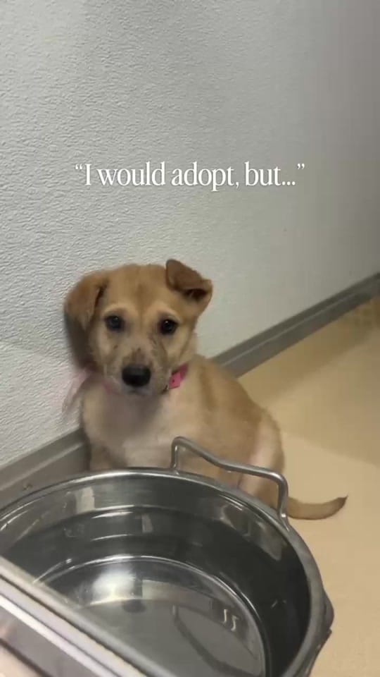 Post 5 by Wags & Walks Nashville on TikTok (video)