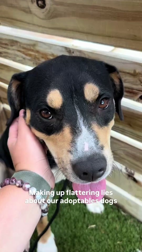 Post 6 by Wags & Walks Nashville on TikTok (video)