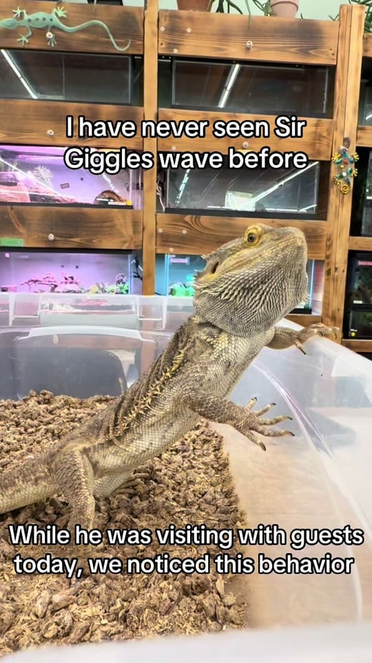 Post 9 by Mr. Drew and His Animals Too on TikTok (video)