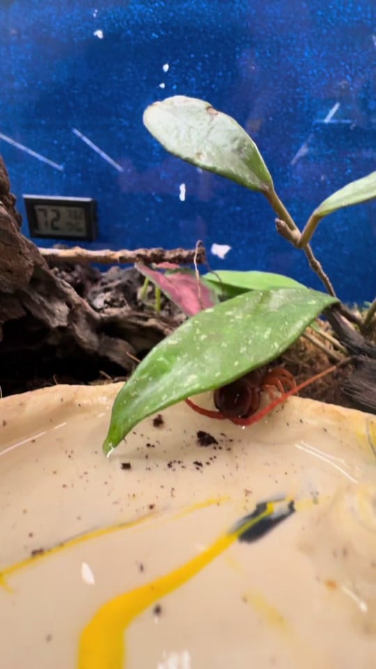 Post 4 by Mr. Drew and His Animals Too on TikTok (video)