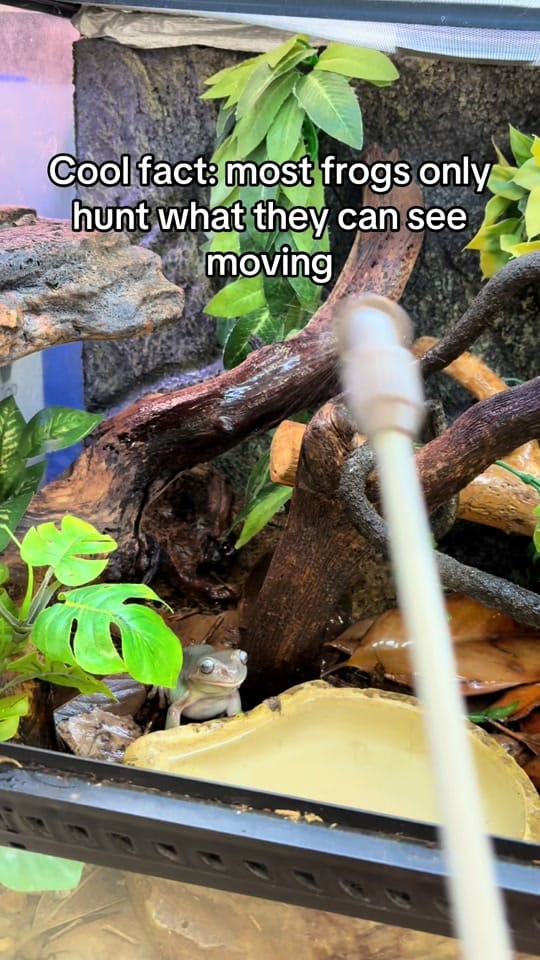 Post 6 by Mr. Drew and His Animals Too on TikTok (video)