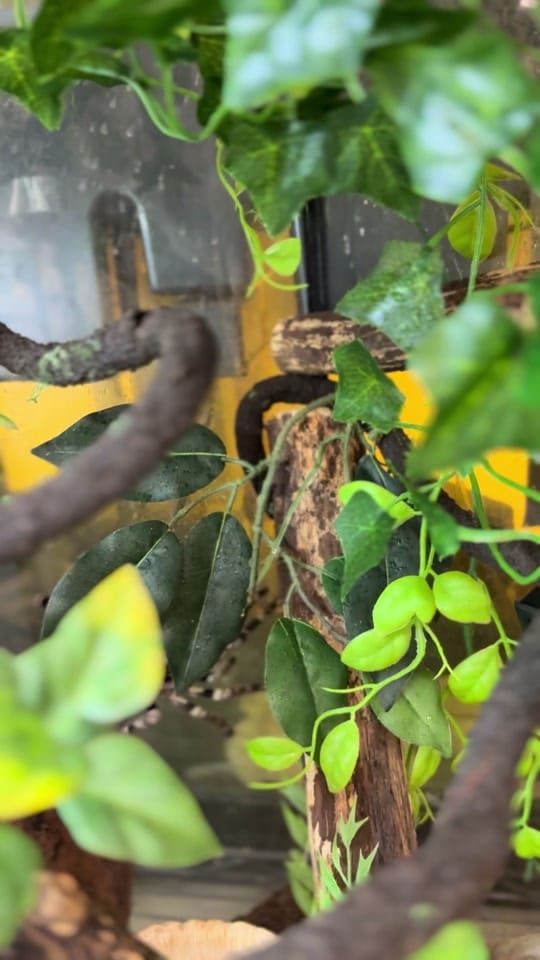 Post 7 by Mr. Drew and His Animals Too on TikTok (video)