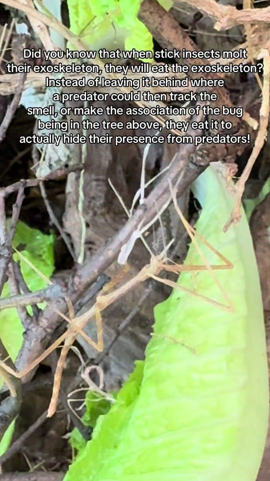 Post 5 by Mr. Drew and His Animals Too on TikTok (video)