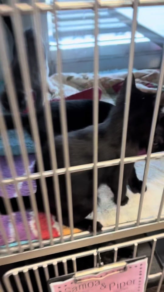 Post 2 by Junction CityKS Animal Shelter on TikTok (video)