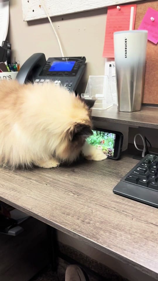 Post 3 by Junction CityKS Animal Shelter on TikTok (video)