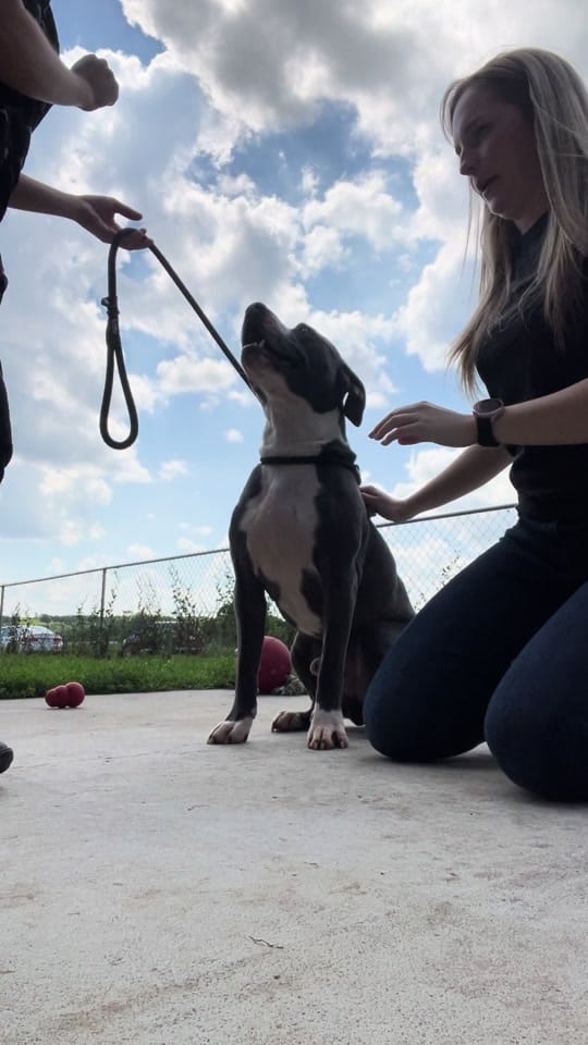 Post 9 by Junction CityKS Animal Shelter on TikTok (video)