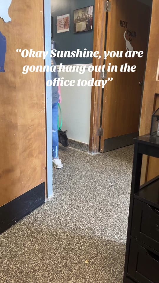 Post 7 by Junction CityKS Animal Shelter on TikTok (video)