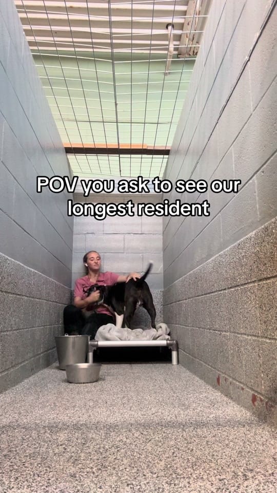 Post 5 by Junction CityKS Animal Shelter on TikTok (video)