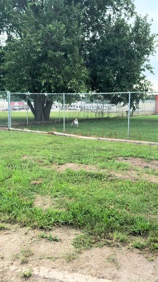 Post 1 by Junction CityKS Animal Shelter on TikTok (video)