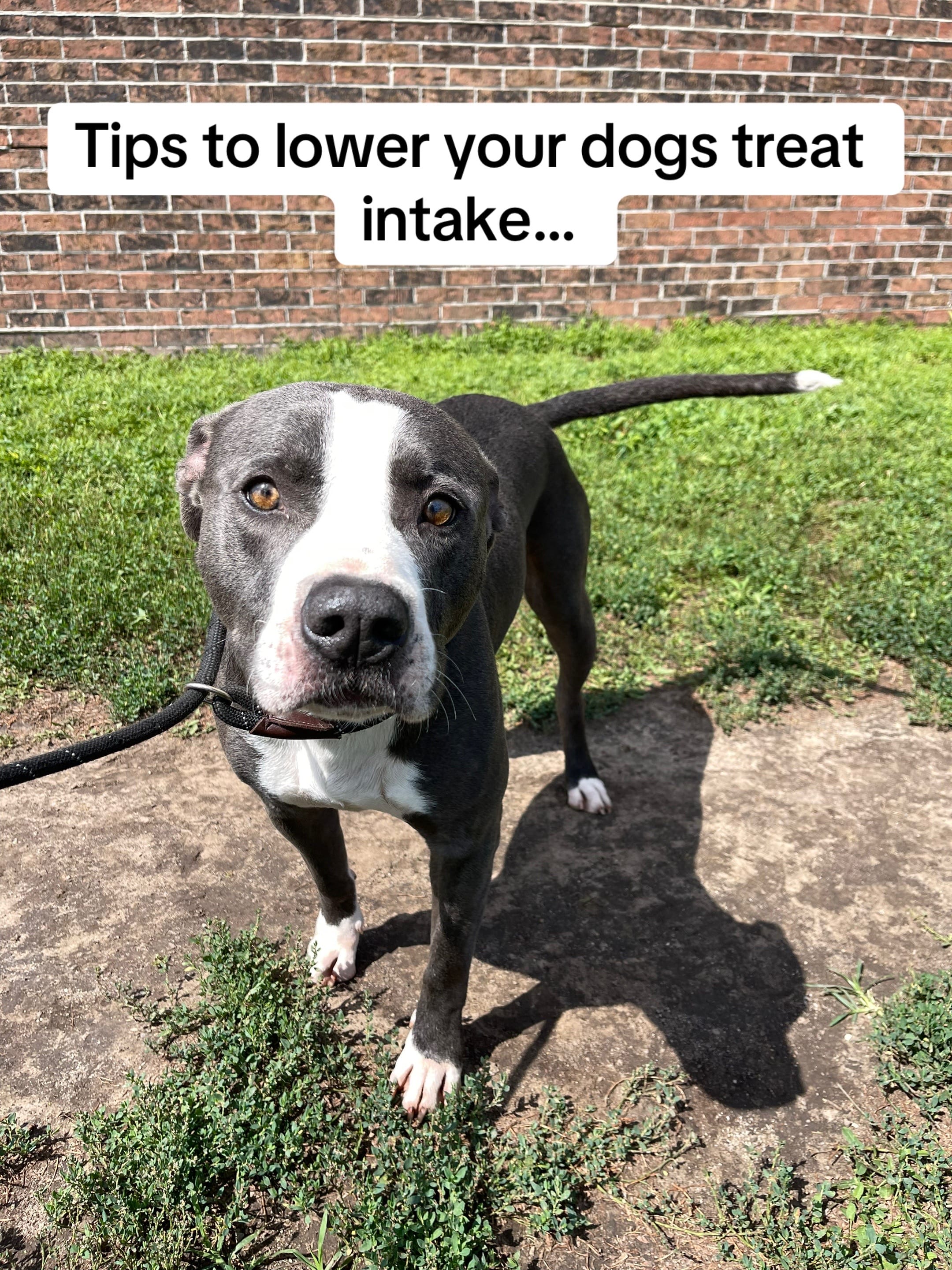 Post 10 by Junction CityKS Animal Shelter on TikTok (video)