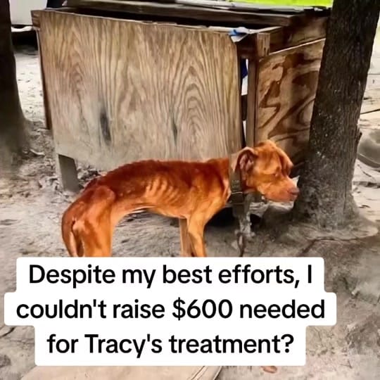 Post 4 by Animalsrescueusa on TikTok (video)