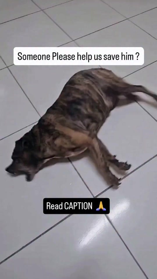 Post 10 by Animalsrescueusa on TikTok (video)