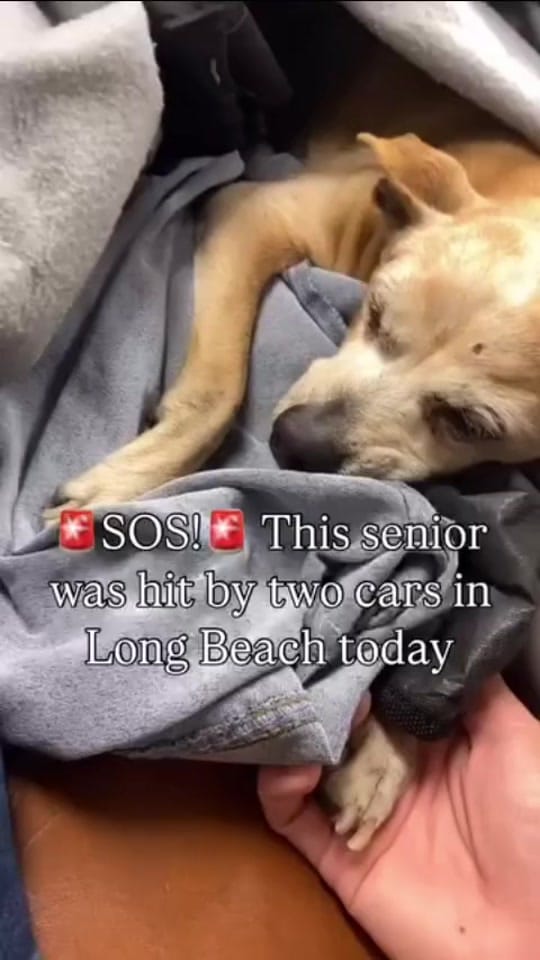 Post 9 by Animalsrescueusa on TikTok (video)