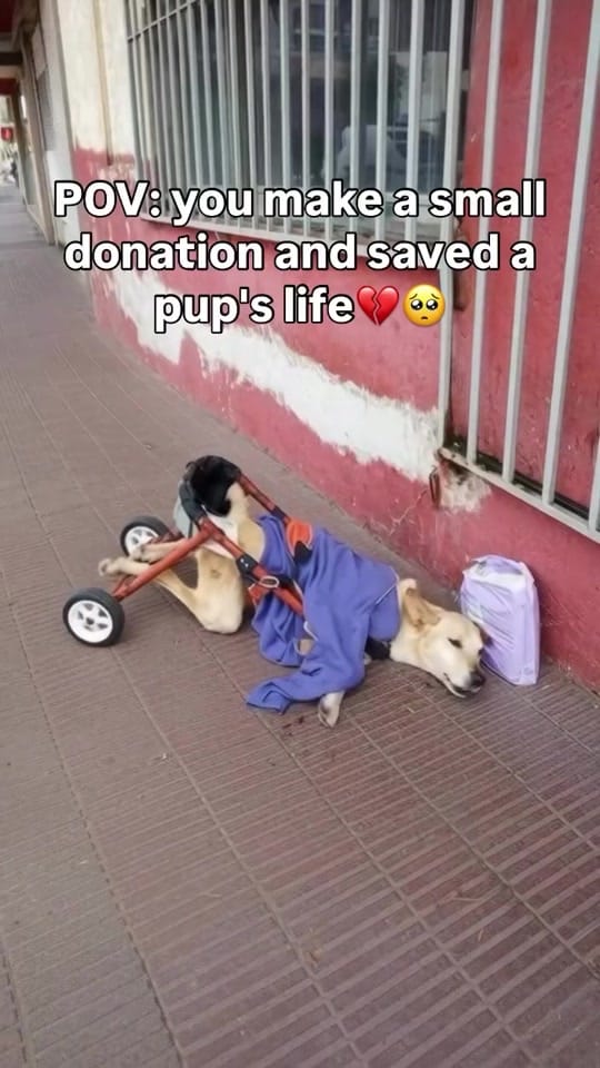 Post 1 by Animalsrescueusa on TikTok (video)
