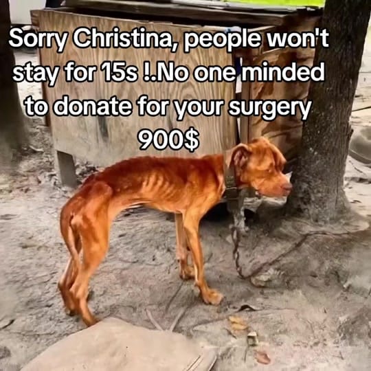 Post 5 by Animalsrescueusa on TikTok (video)