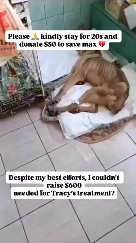 Post 7 by Animalsrescueusa on TikTok (video)