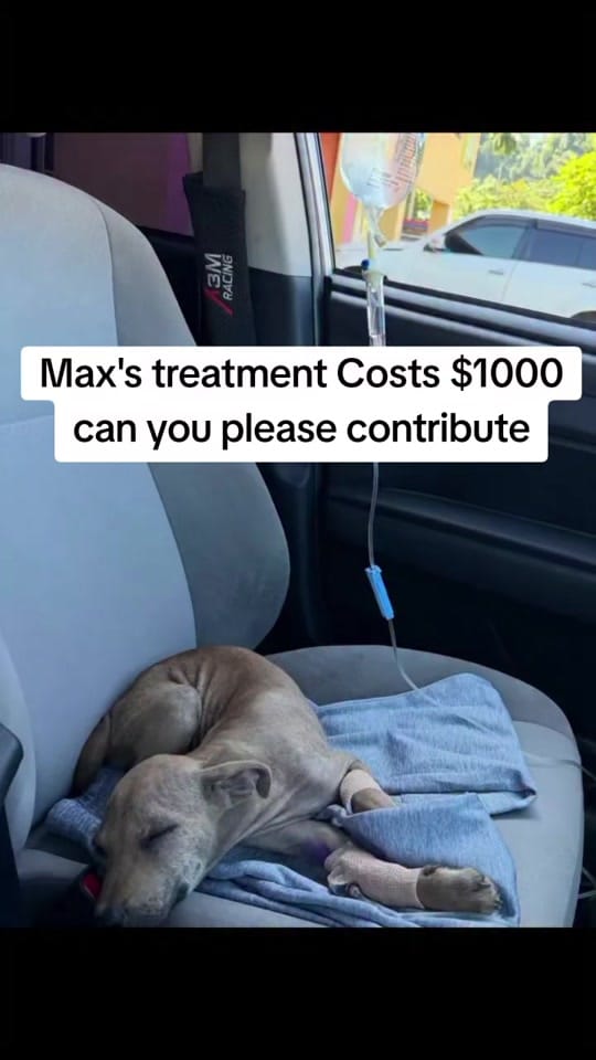 Post 3 by Animalsrescueusa on TikTok (video)