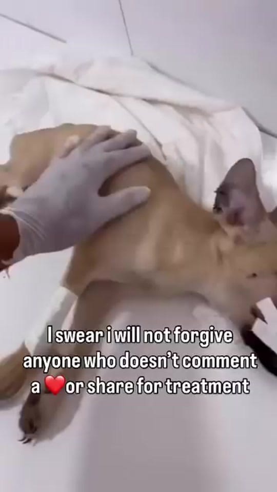 Post 2 by Animalsrescueusa on TikTok (video)