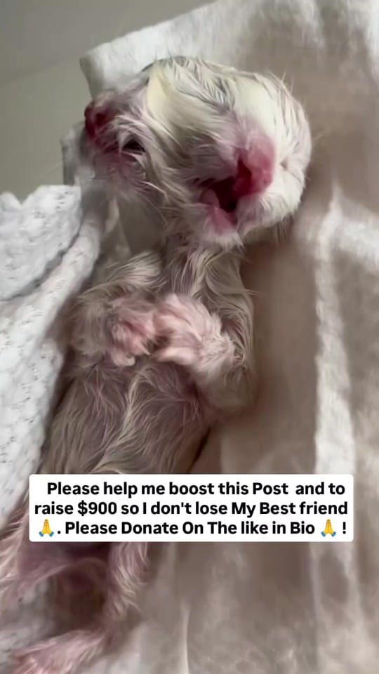 Post 6 by Animalsrescueusa on TikTok (video)