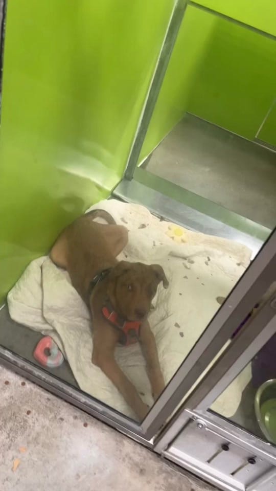 Post 10 by Ms Missouri Petite 🇺🇸 on TikTok (video)