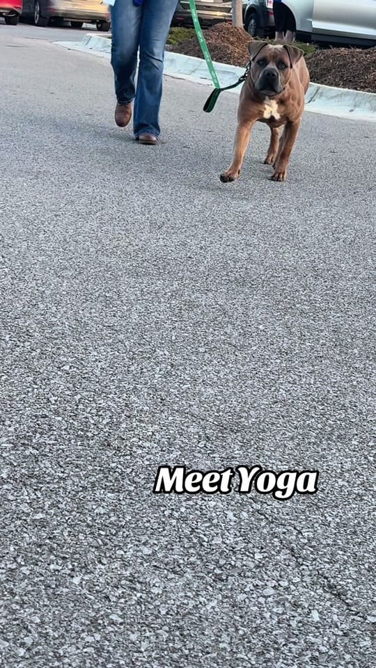 Post 6 by Ms Missouri Petite 🇺🇸 on TikTok (video)