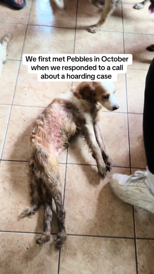 Post 9 by ericaroslyn on TikTok (video)