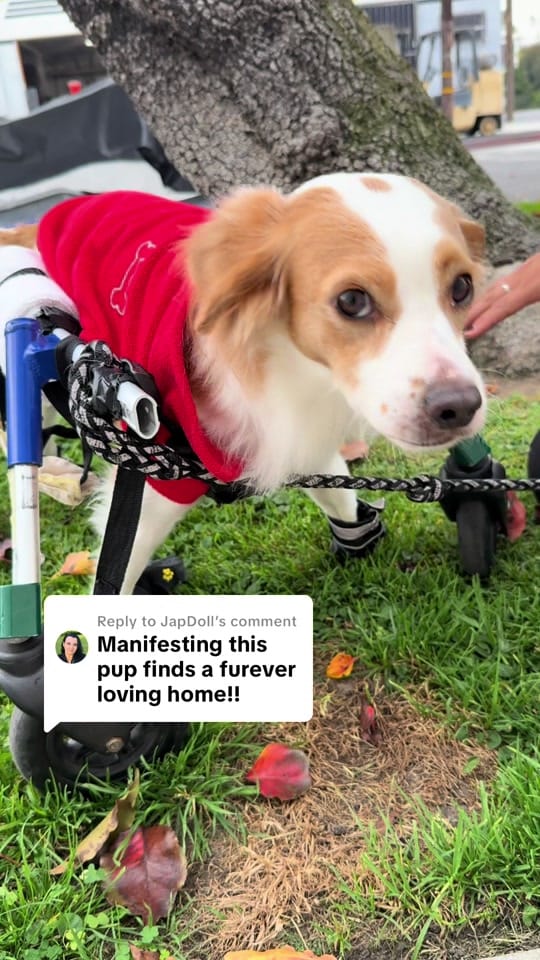 Post 4 by ericaroslyn on TikTok (video)