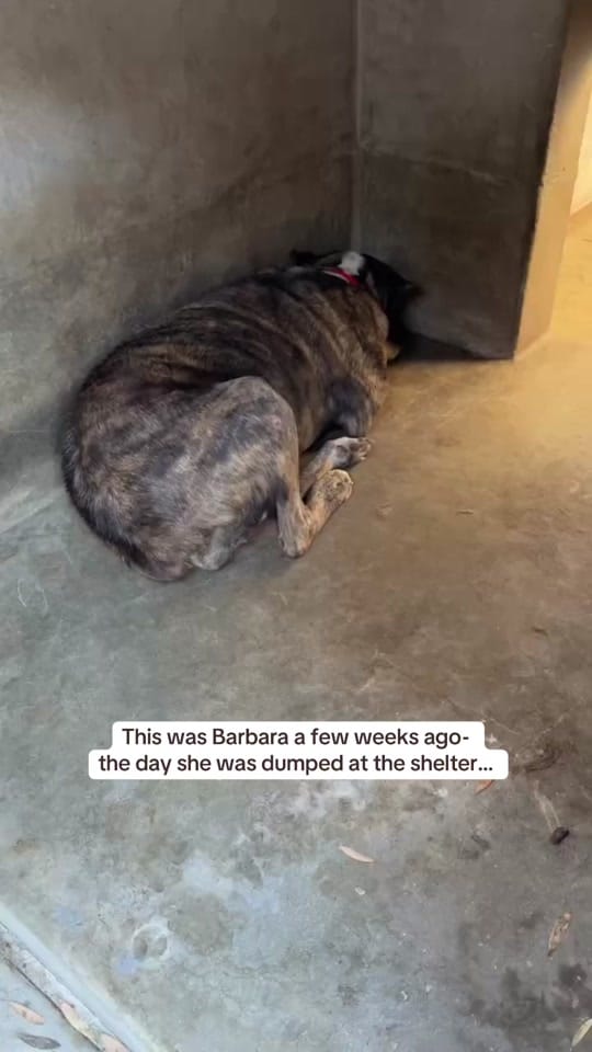 Post 5 by ericaroslyn on TikTok (video)
