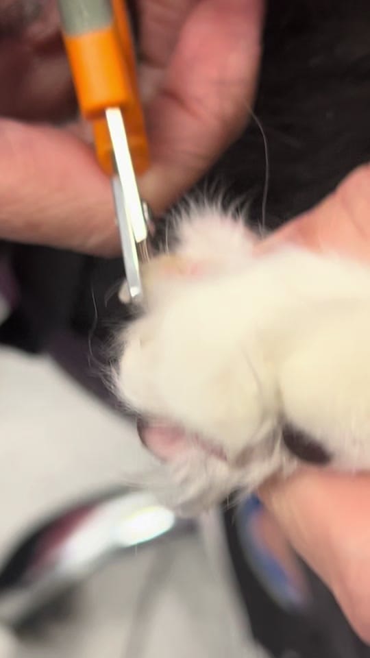 Post 3 by Whisker Park on TikTok (video)