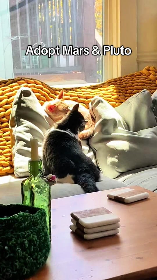 Post 10 by Cat Town on TikTok (video)