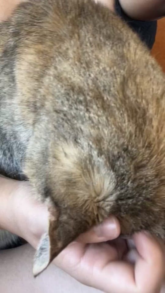 Post 1 by Cat Town on TikTok (video)