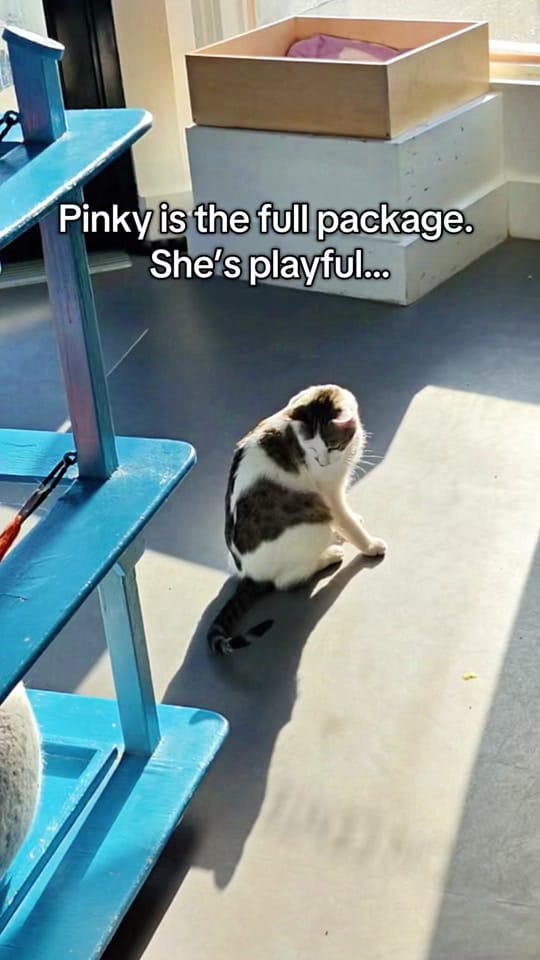 Post 6 by Cat Town on TikTok (video)