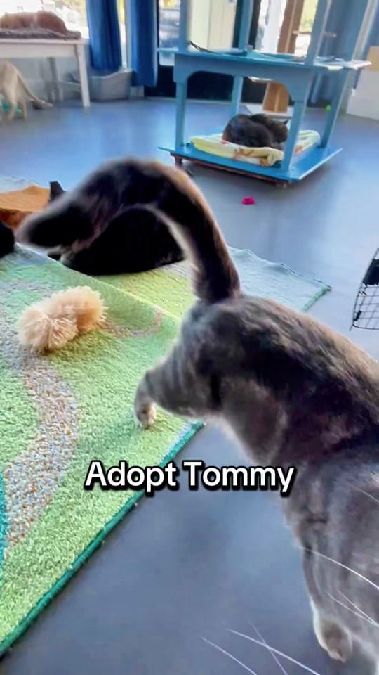 Post 8 by Cat Town on TikTok (video)